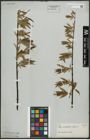 Foto von Salix acutifolia Willd.